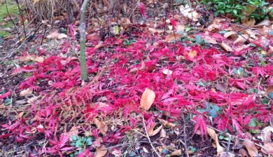 Composting Leaves, Leaf Mold, using fallen leaves in the garden, Garden Dilemmas Ask Mary Stone, garden tips, gardening tips