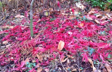 Composting Leaves, Leaf Mold, using fallen leaves in the garden, Garden Dilemmas Ask Mary Stone, garden tips, gardening tips