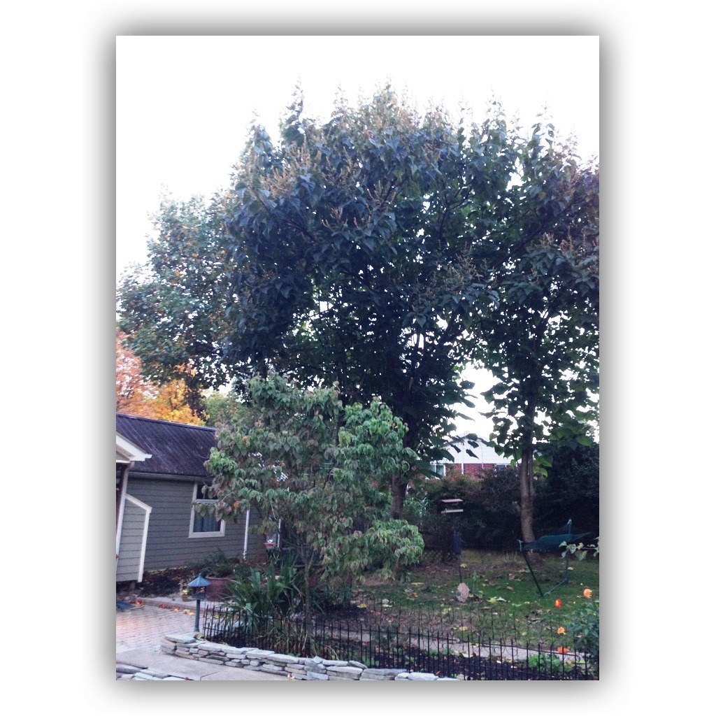 Paulownia tomentosa, Empress Tree, Garden Dilemmas Ask Mary Stone, Garden Tips