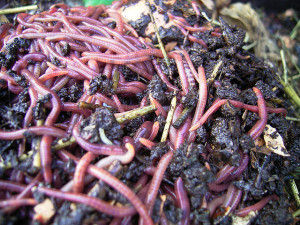 dozens of red worms in dark compost soil