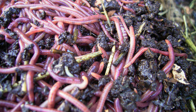 Dozens of red worms in dark brown rich compost