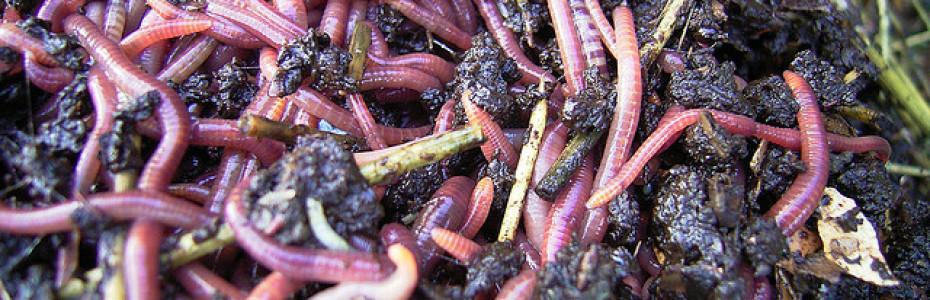 Dozens of red worms in dark brown rich compost