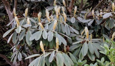 a closeup of rhododendron with leathery dark green leaves and flower buds.