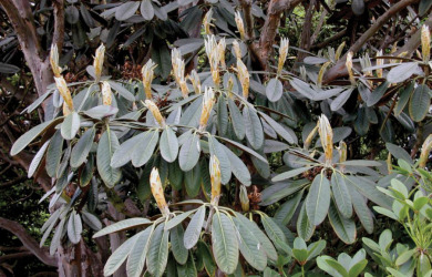 a closeup of rhododendron with leathery dark green leaves and flower buds.