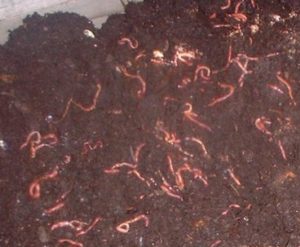 small earthworms in a worm bin filled with brown compost