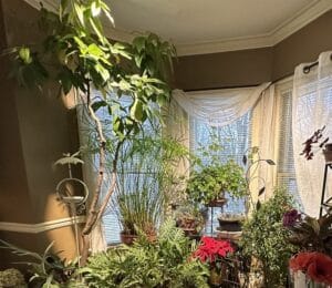 a Fig tree among many houseplants in a Victorian home.