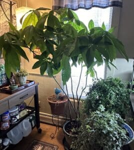 A money tree in a kitchen almost to the top of a window.