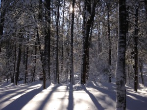 the sun casting long shadows of trees in snow signifying hope