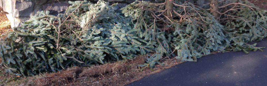 Christmas Tree Cut and tossed along road