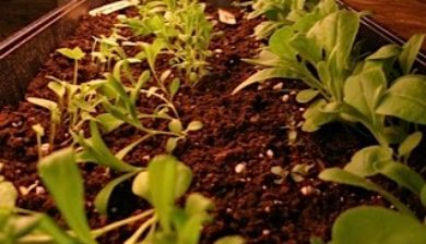 Starting Seeds, Garden Dilemmas, Ask Mary Stone, Gardening tips, Garden Blogs