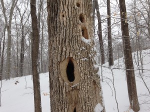 a tree trunk in a snow woods with holes made by a Pileated Woodpecker