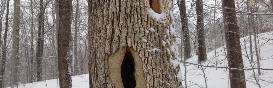 a tree trunk in a snow woods with holes made by a Pileated Woodpecker