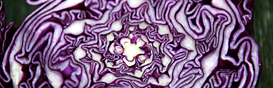 A sliced Red Cabbage used to test soil pH