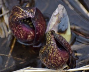Skunk-Cabbage-Emerging-in-marshy-water