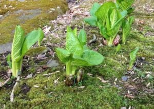 Native skunk cabbage emerging in early spring along a wet woodland streambank in New Jersey.