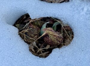 Native skunk cabbage flowers emerging through melting snow in early spring.
