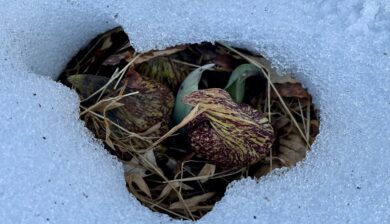 Native skunk cabbage flowers emerging through melting snow in early spring.