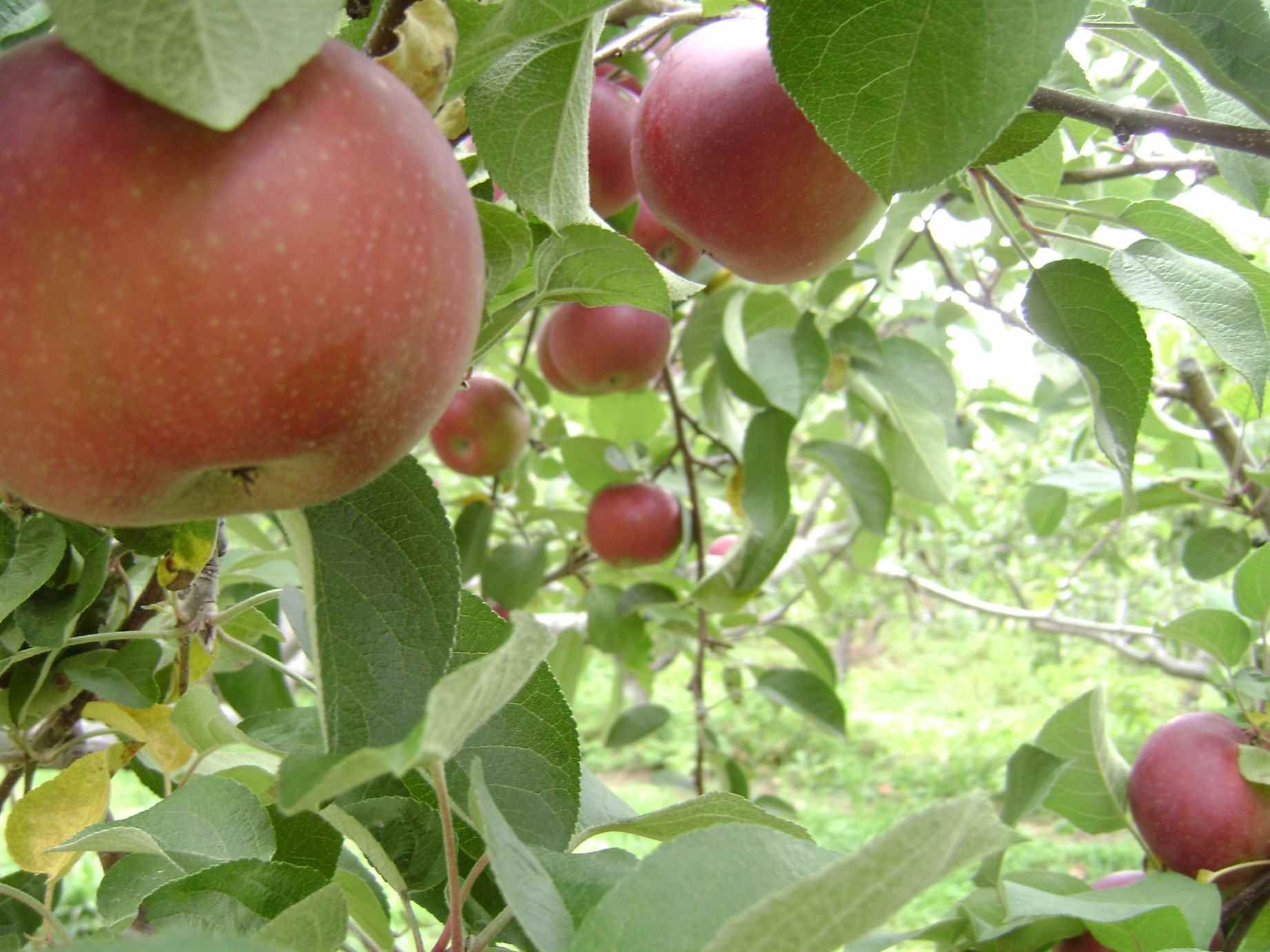 Garden dilemmas delights discoveries ask mary stone bare root apple 