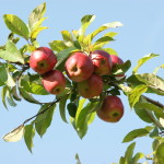 a branch of an apple tree loaded against a blue sky loaded with apples