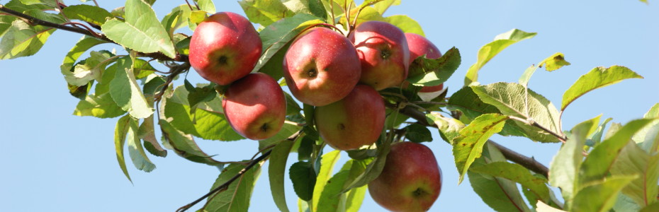a branch of an apple tree loaded against a blue sky loaded with apples