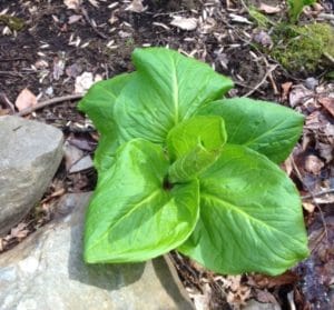 large leaved green skunk cabbage plant next to a rock