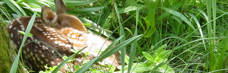 A fawn lying in tall grass