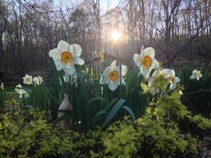 White Daffodils with yellow centers wiht the sunset shining though. 