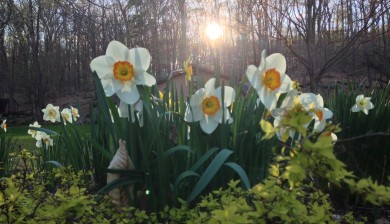Mary Stone, Garden Dilemmas, Ask Mary Stone,Gardening tips, Garden Blogs, Stone Associates Landscape Design, Daffodils