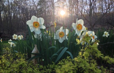 Mary Stone, Garden Dilemmas, Ask Mary Stone,Gardening tips, Garden Blogs, Stone Associates Landscape Design, Daffodils