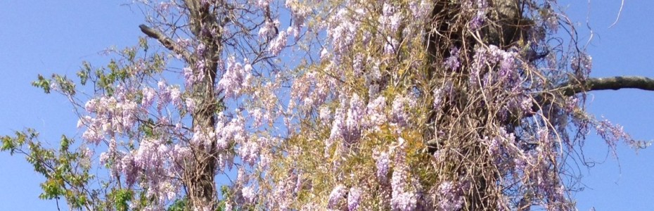 Invasive Wisteria with light purple flowers choking a large tree