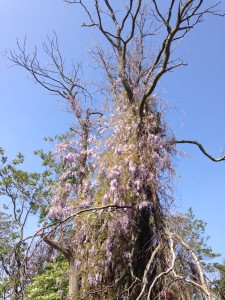 The invasiveness of wisteria suffocating and old tree 