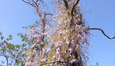 The invasiveness of wisteria suffocating and old tree
