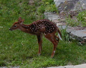 Fawn's first steps...steady she goes!