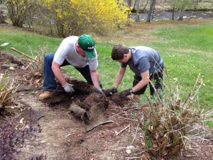 a man and teenage boy ripping landscape out to protect roots by giving them better air circulation