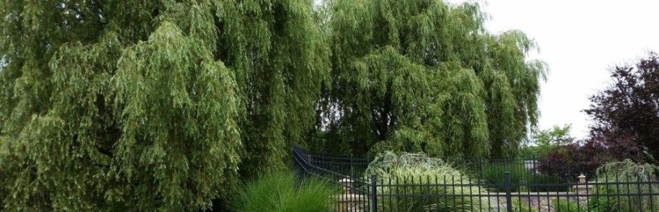 Mary Stone, Garden Dilemmas, Ask Mary Stone,Gardening tips, Garden Blogs, Stone Associates Landscape Design, Weeping Willows, Willows Gone Wild, Garden Blog