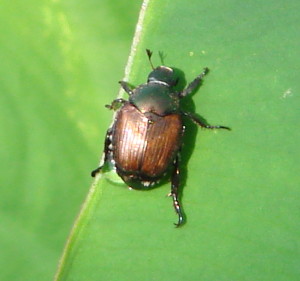 a green and rust colored Japanese Beetle on a green leaf 