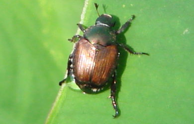 a green and rust colored Japanese Beetle on a green leaf