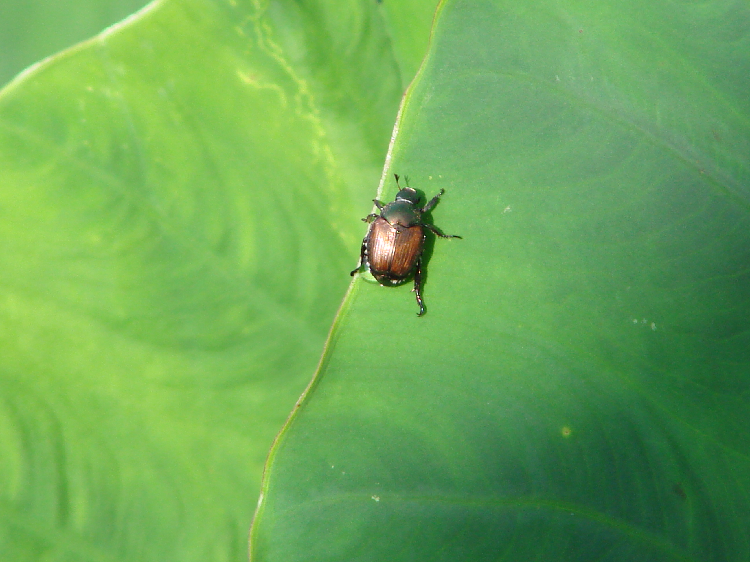 Japanese Beetle Trap: Effective And Eco-Friendly Solution For Garden Protection