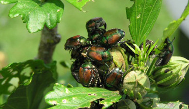 a cluster of shiny green and rust colored Japanese Beetles feeing on a plant
