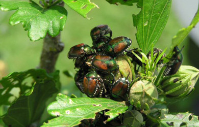 a cluster of shiny green and rust colored Japanese Beetles feeing on a plant