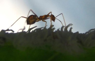 a closeup of single ant on grass