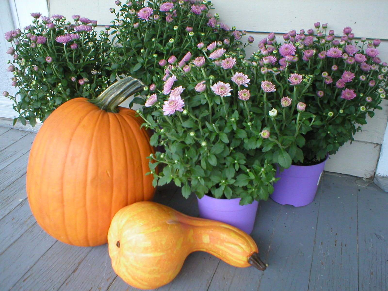 Garden Dilemmas, Delights & Discoveries, Ask Mary Stone The Fall Divide