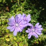 closeup of purple wild bachelor button flowers