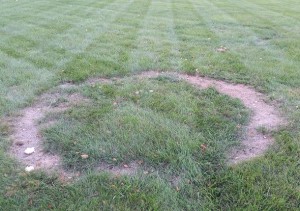  a brown ring in a lawn wiht a smaller dark green ring above it. 