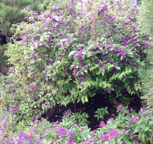 Beautyberry, Callicarpa Americana, with light green foliage with lavender-pink berries.