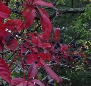 Dark purple berries on Virginia Creeper in it fall red leaf color.