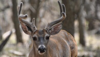close up of a buck with antlers