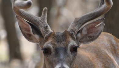 close up of a buck with antlers