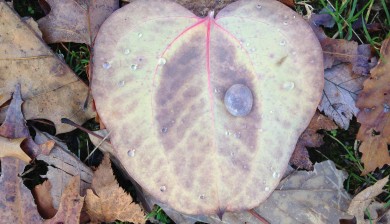 Heart-shaped leaf with droplets of dew