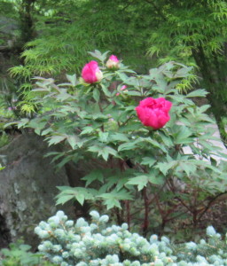a bright pink tree peony flower in a garden amongst a globosa blue spruce.